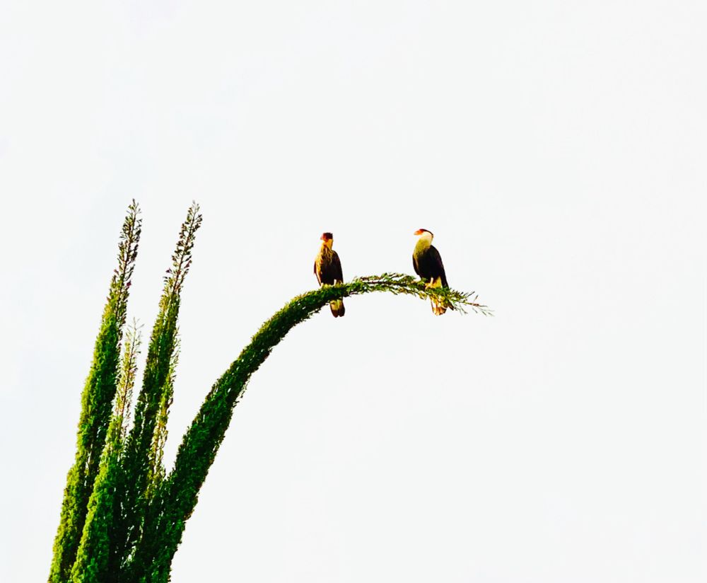 Two falcons on a curved branch of a tree (it’s actually curved cause of them)

No background, just a white sky behind them.