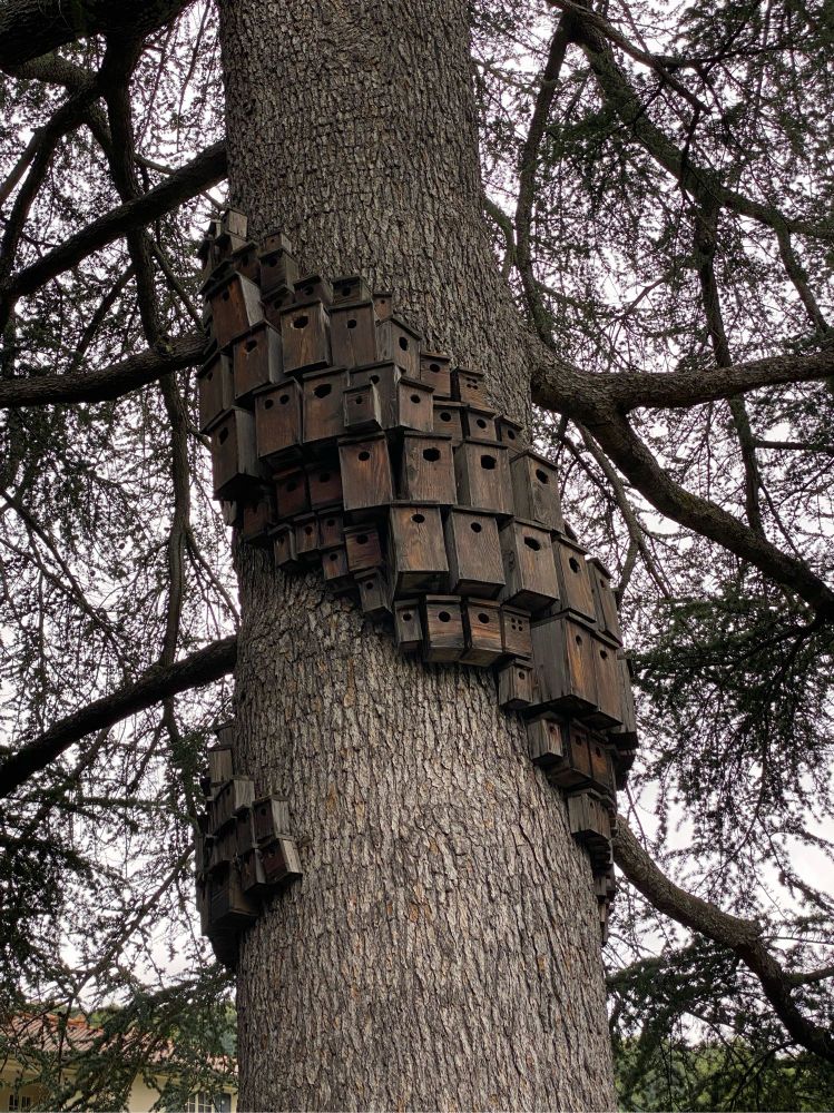 a tree with many bird houses around it. at least 20 bird houses.