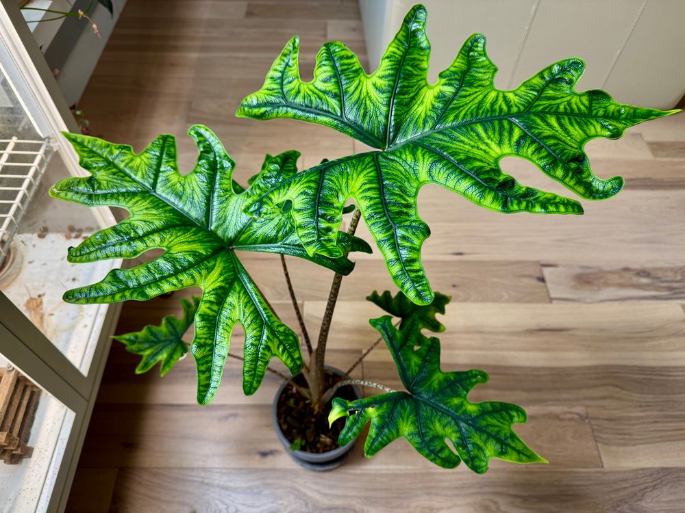 Alocasia Jacklyn