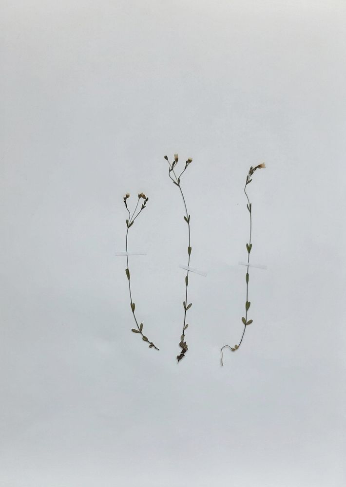 Auf weißem Karton liegen nebeneinander drei Exemplare vom Wiesen-Lein, kleine spärlich beblätterte Stängelchen mit winzigen hellen Blütchen