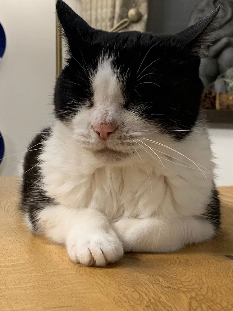 ねこ