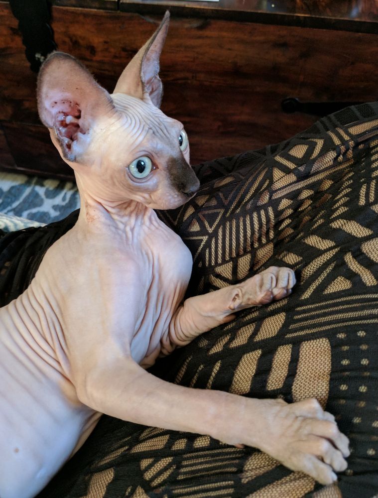 Sphynx kitten sitting up on her side alert 