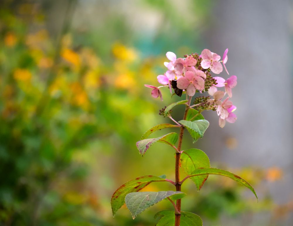 Photo of hydrangea flowers standing tall in pink with a stem containing green brown leaves. The background, blurred out, in green yellow and grey. 