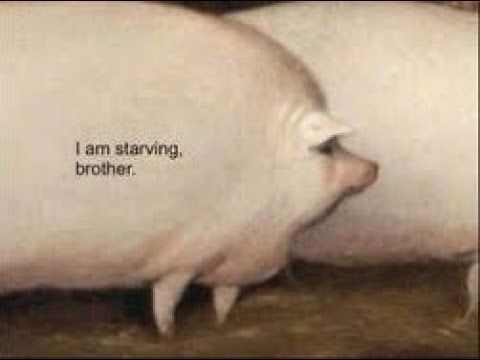 brother may I have some oats