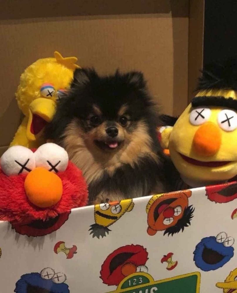 Yeontan, a black and tan Pomeranian, sitting in a sesame street box with friends. Colorful and cute! 