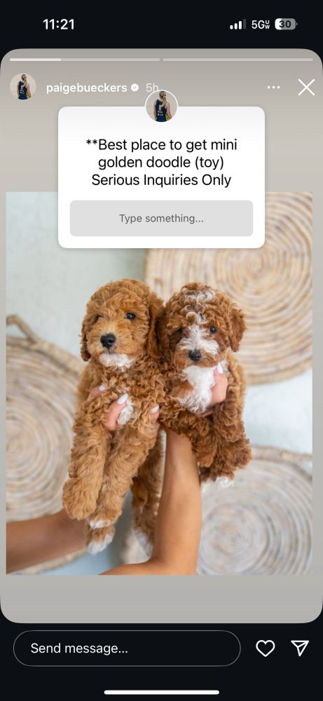 paige bueckers wants a mini goldendoodle