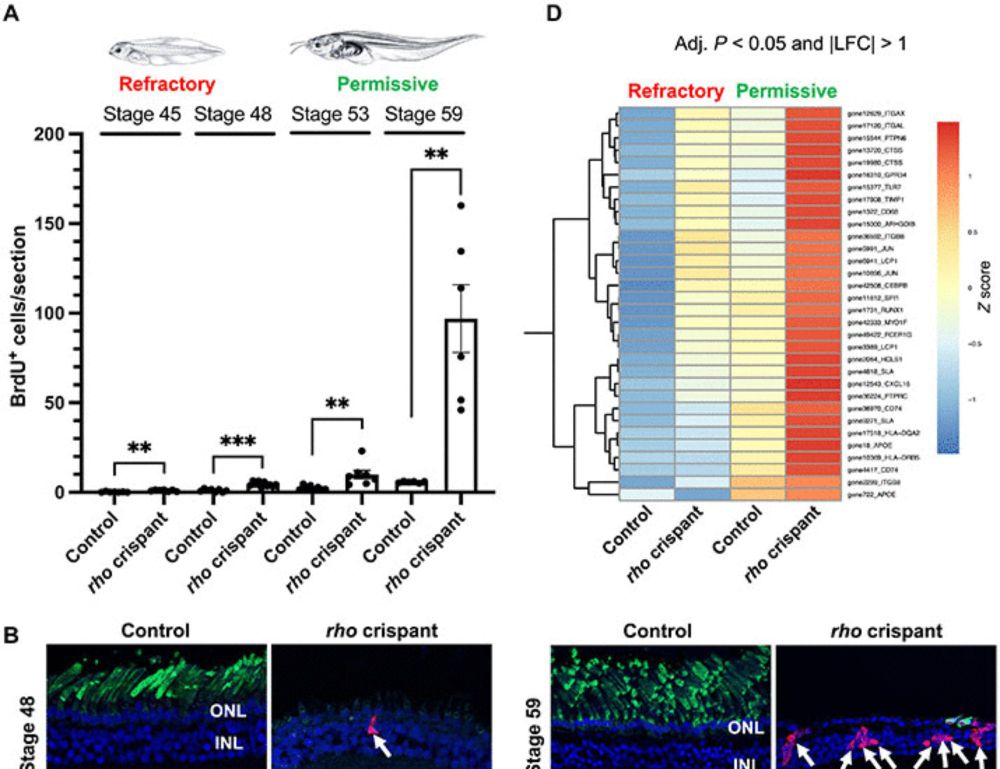 Neuroinflammation as a cause of differential Müller cell regenerative responses to retinal injury