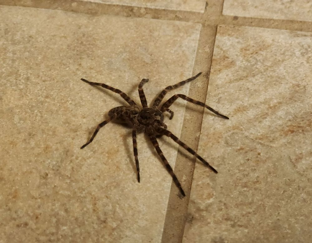 Large fishing spider