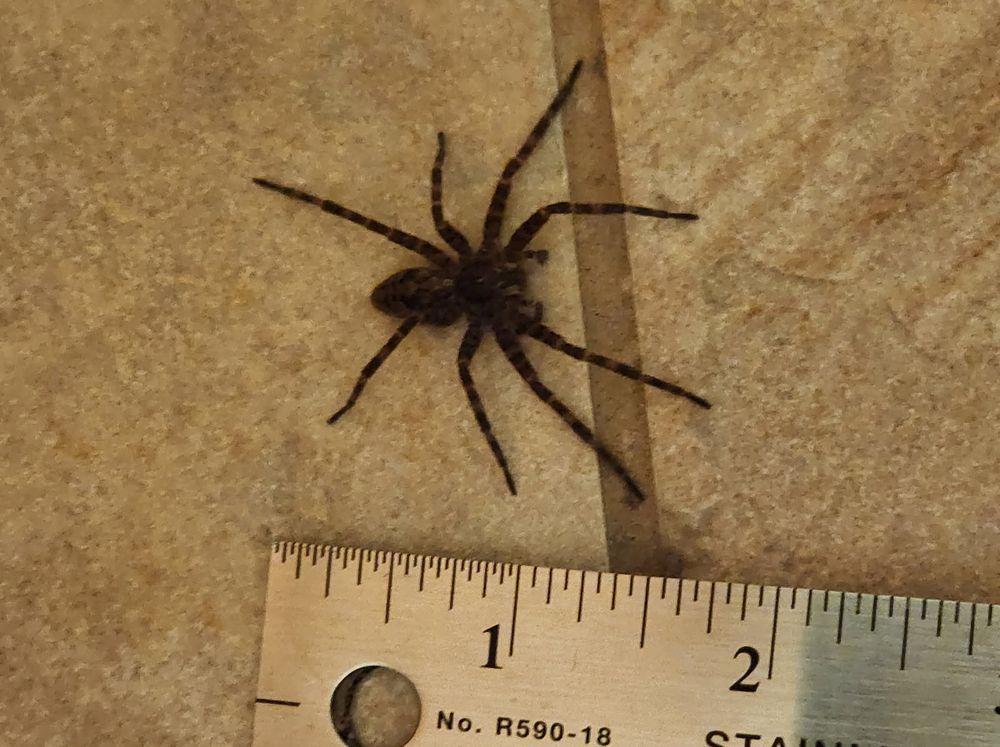 Ruler next to spider. About 1.5 inches