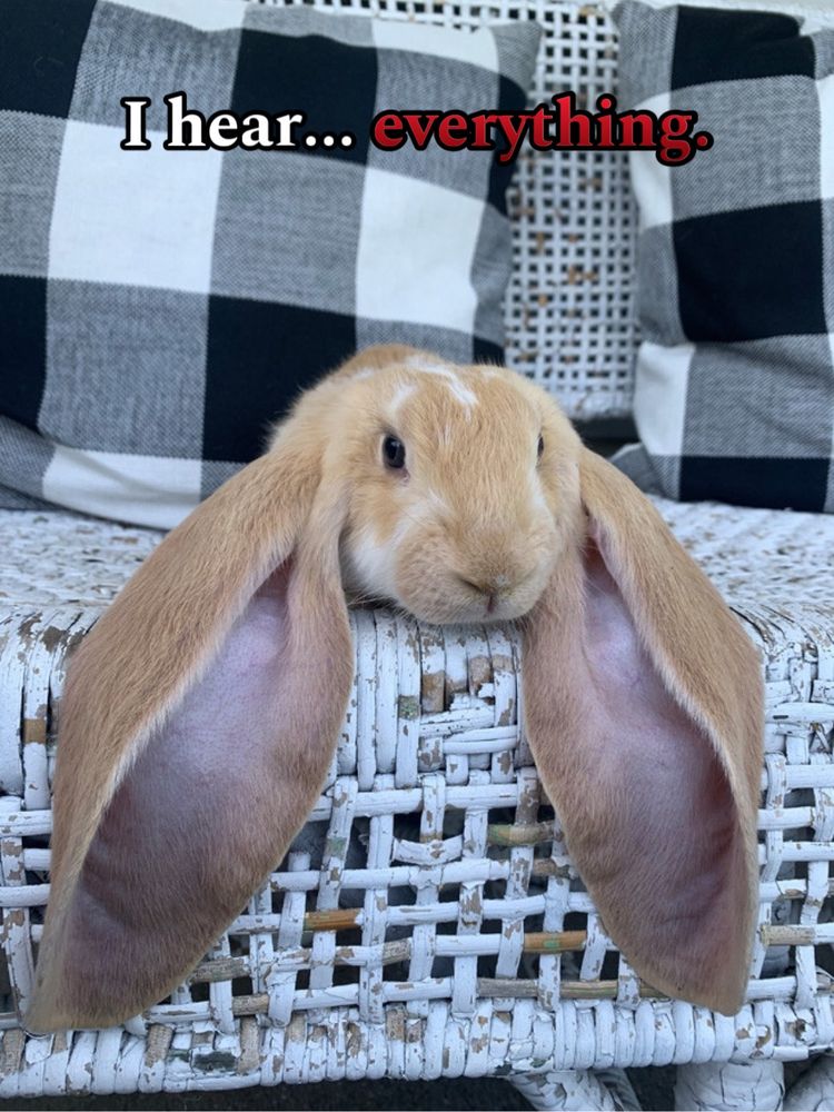 Comment image