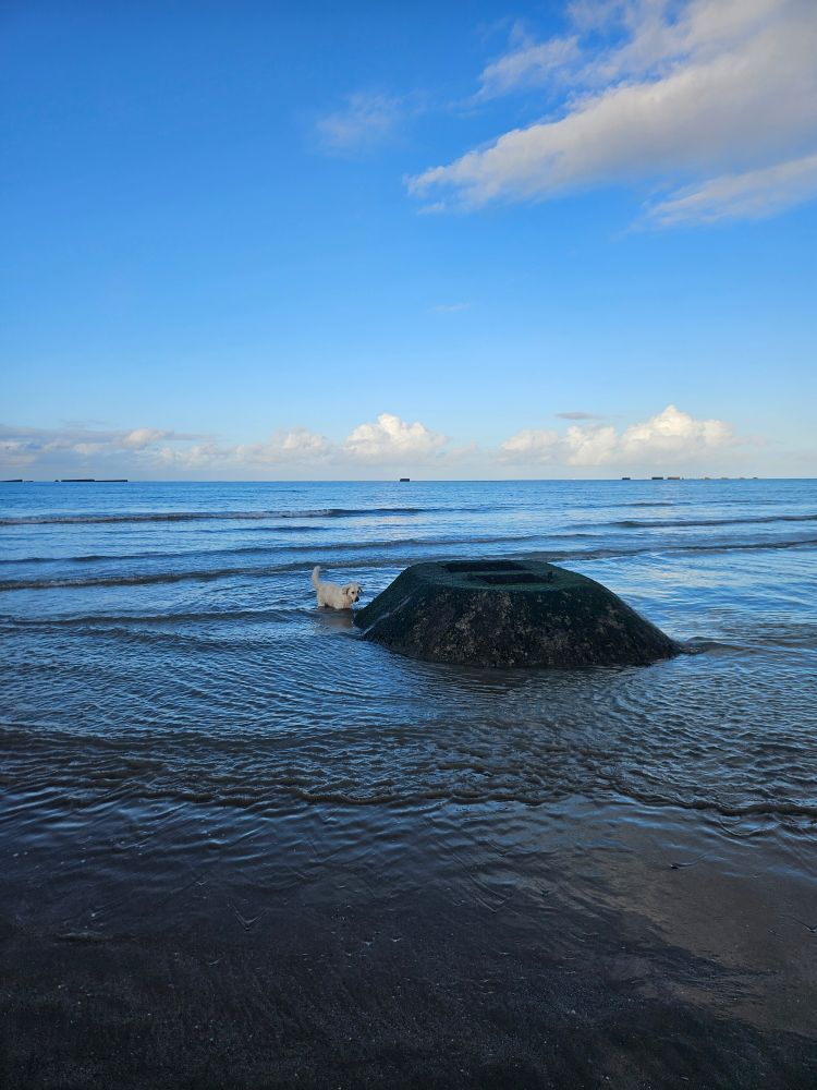 Nixou se baigne sur la plage d’Arromanches, à côté d’un vestige du débarquement des alliés.