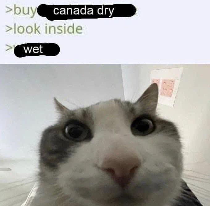 a picture of a cat taken with a fish-eye lens peering very closely at something. The caption above reads

buy canada dry
look inside
wet