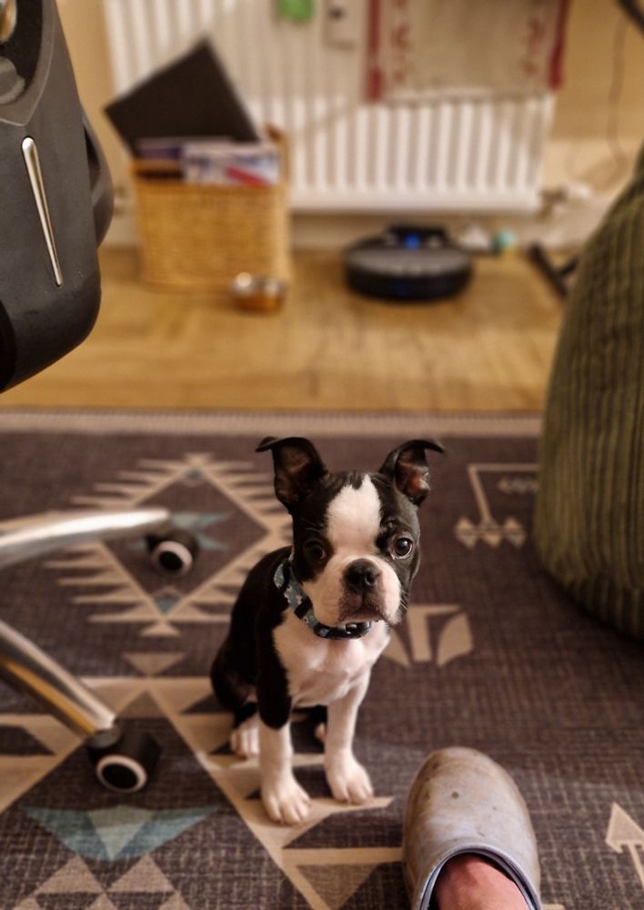 A cute Boston Terrier puppy sat on a rug, looking innocently at the photographer.