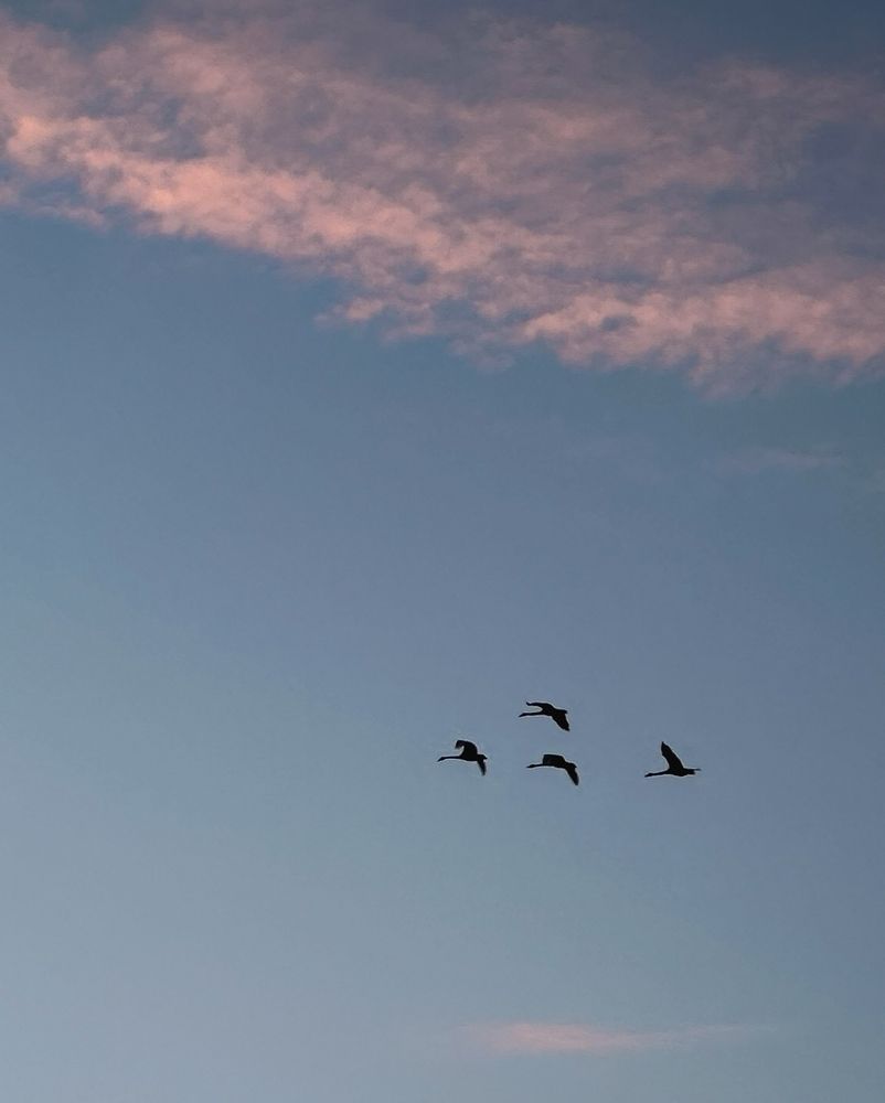 Four swans flying in the sky