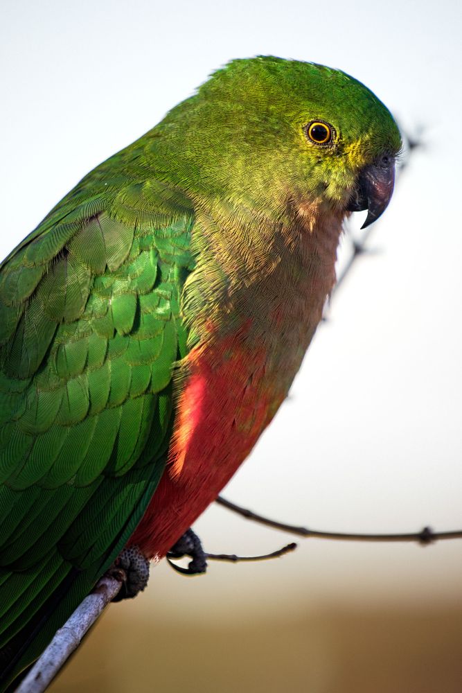 Female king parrot.