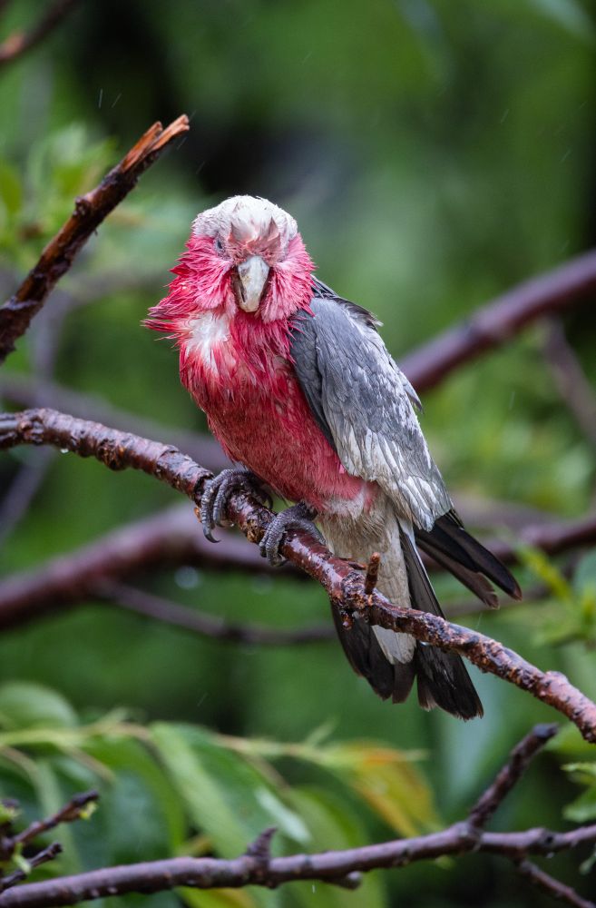 Galah in the rain.
