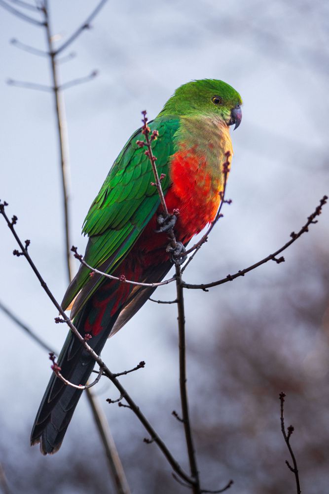 Female king parrot.