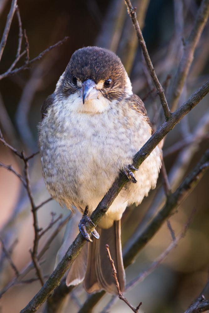 Pied butcherbird