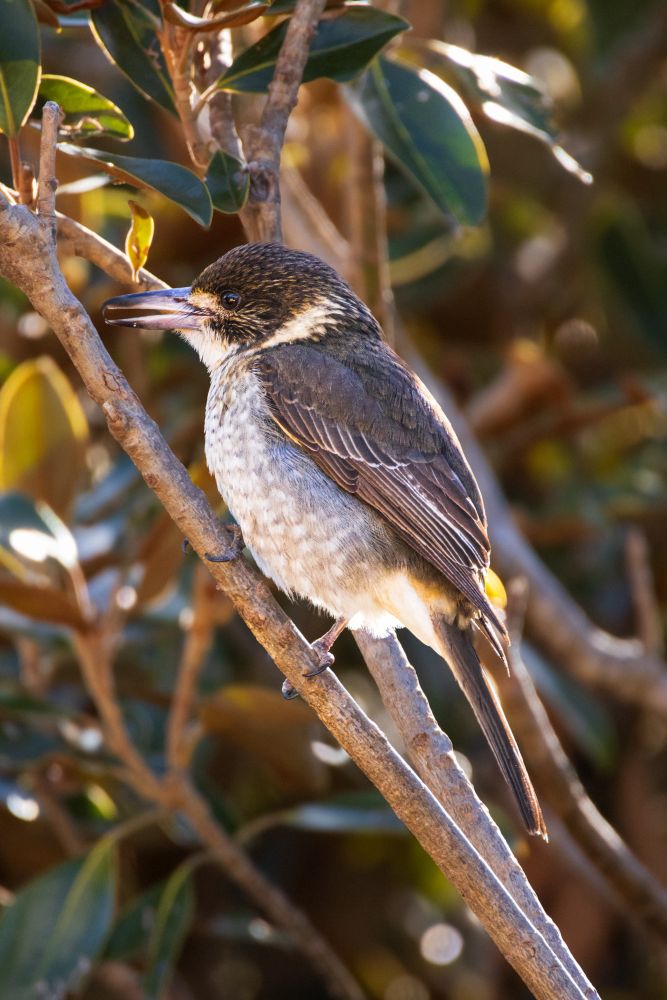 Pied butcherbird