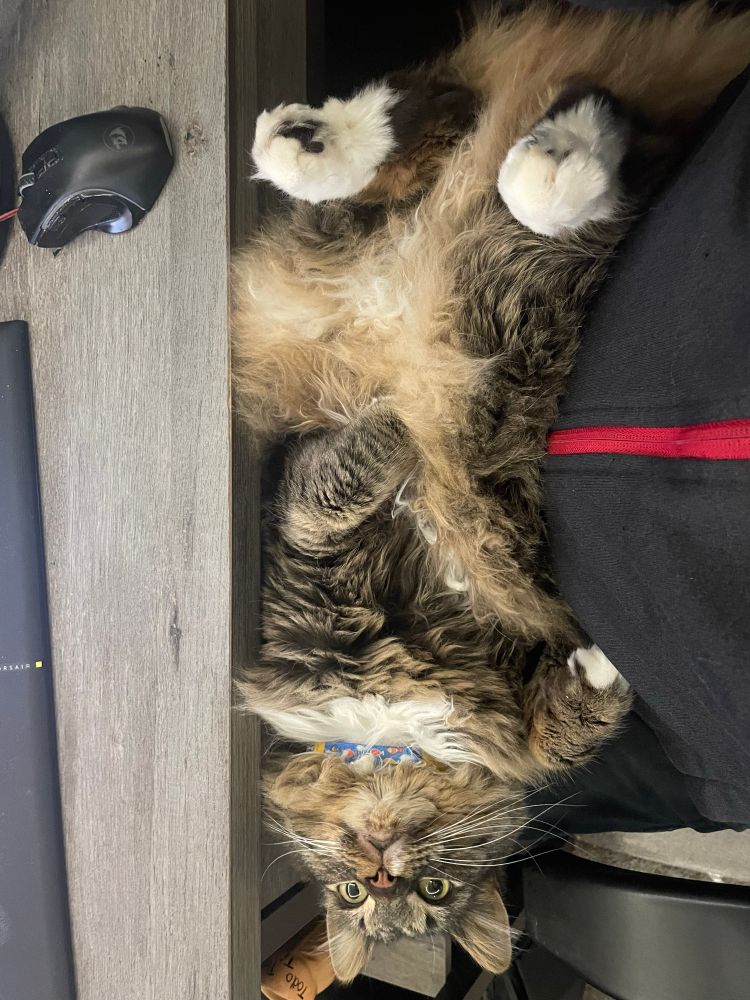 Cat laying belly up on my lap.