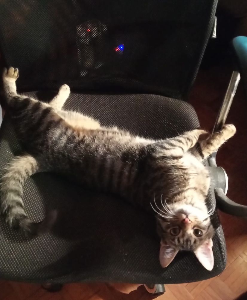 VeeKee trying to make sense of an upside-down world.