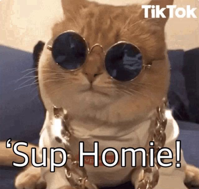 a cat wearing sunglasses and a chain with the caption " sup homie "