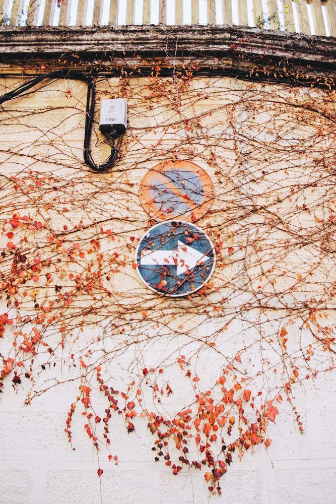 Photograph of a red vine on a wall. Under the leaves you can see cables and two traffic signs: a blue arrow and a red and blue no parking sign.