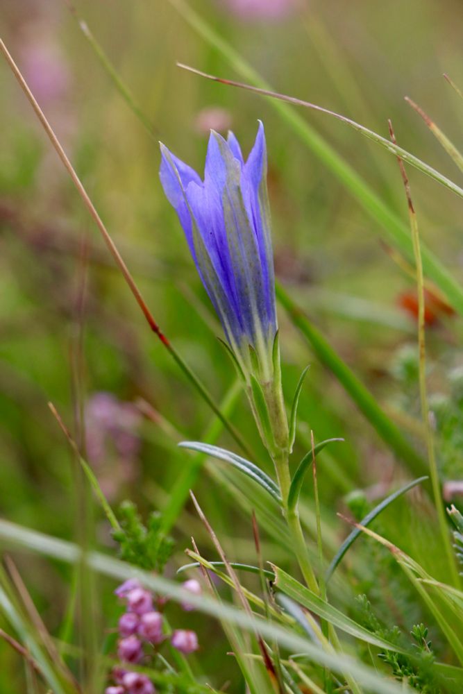 A vivid blue slender bell shaped flower that grows low in the grassland among heather 