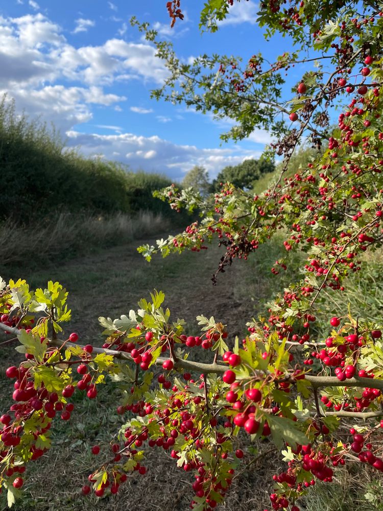 A hawthorn bush heavily laden with red berry like fruits. 