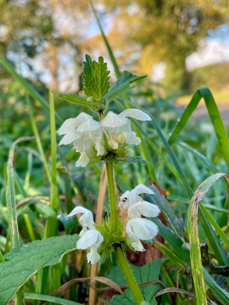A white flower low to the ground . Autumn trees in the background. 