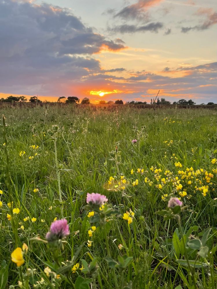 Yellow and pink wildflowers at sunset 