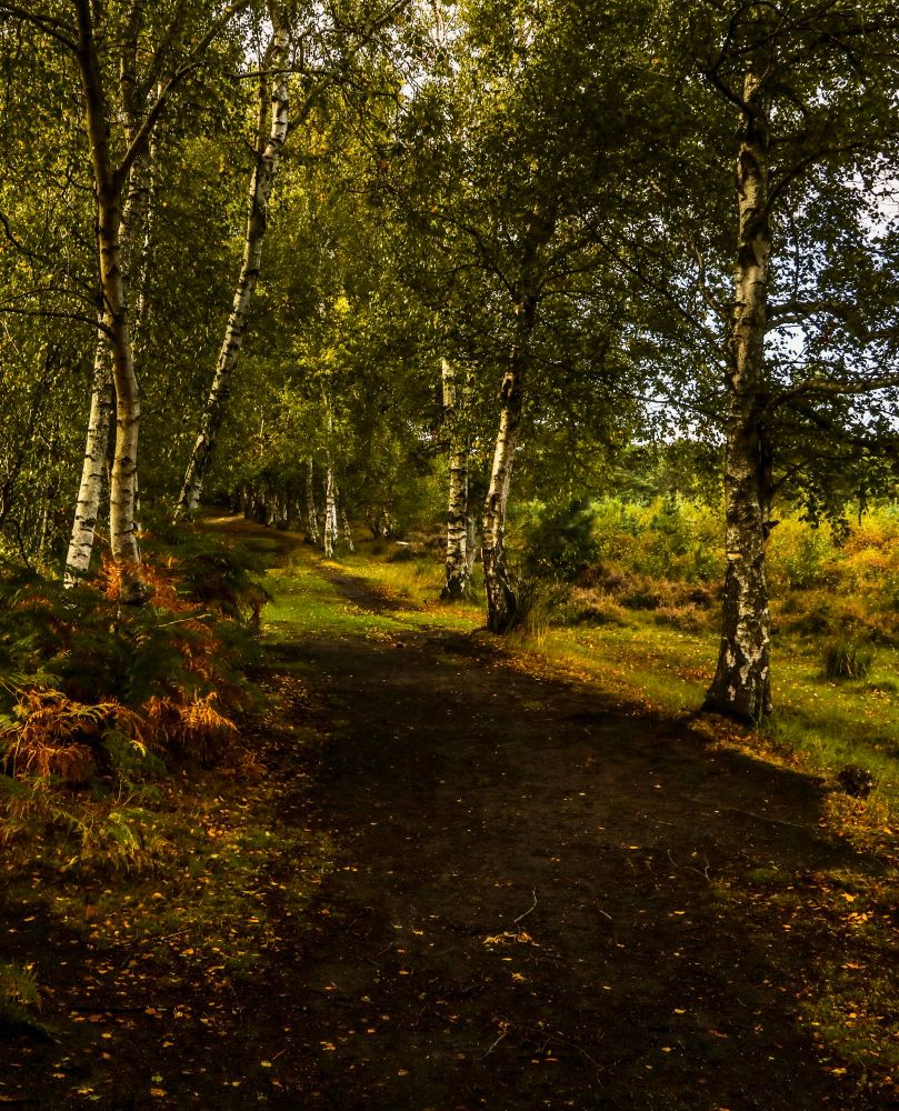A path leads through a an Autumn woodland. There are silver birch trees lining the path. 
