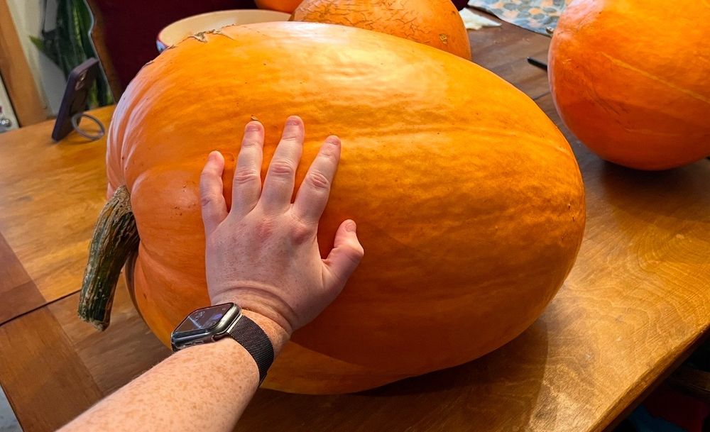 A wide 48 pound pumpkin