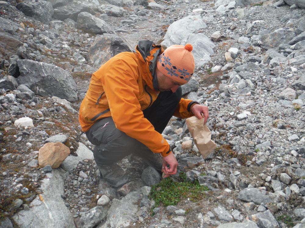 Sampling arctic willow, the biggest tree on Svalbard