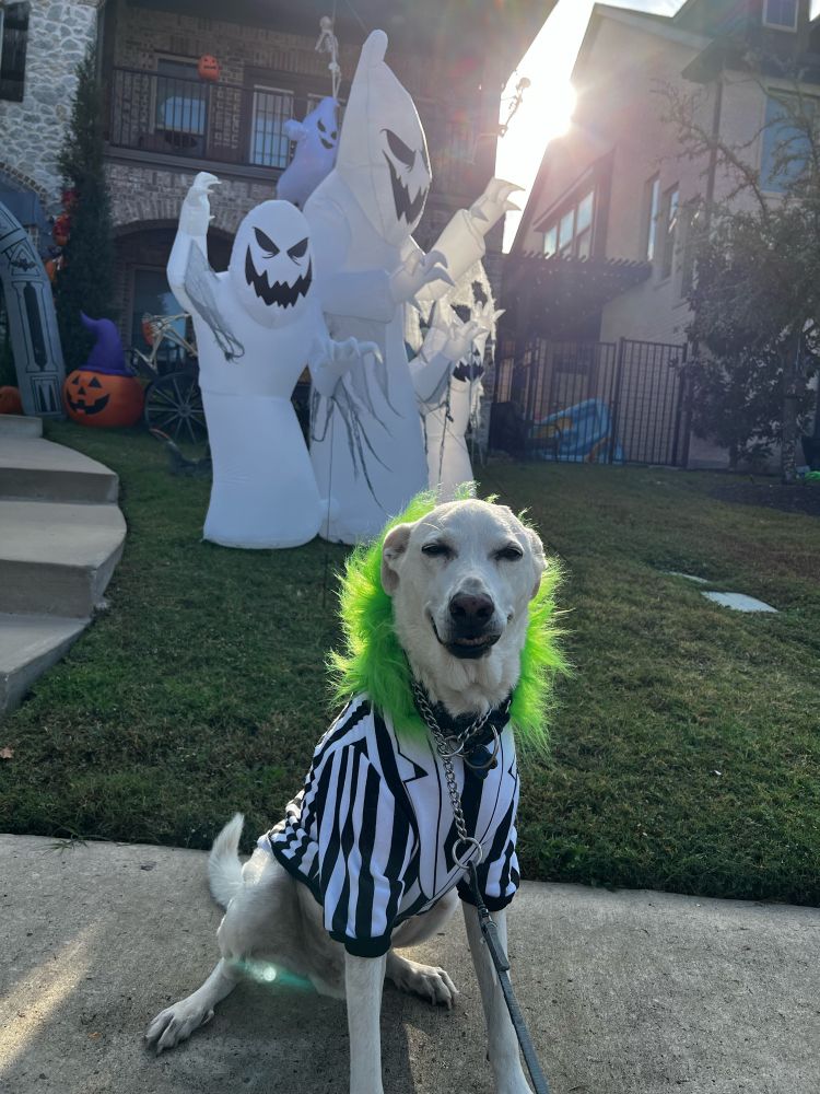 Cute white dog in Beetlejuice costume posing in front of inflatable ghosts. 