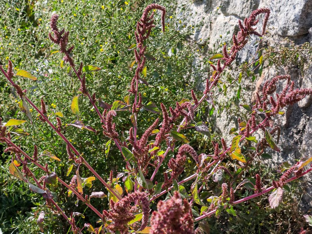 Grand pied d'amaranthe hybride, avec des grappes dressées de petits fruits pourprés 