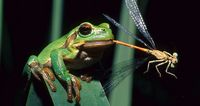 tree frog eating a dradongly
