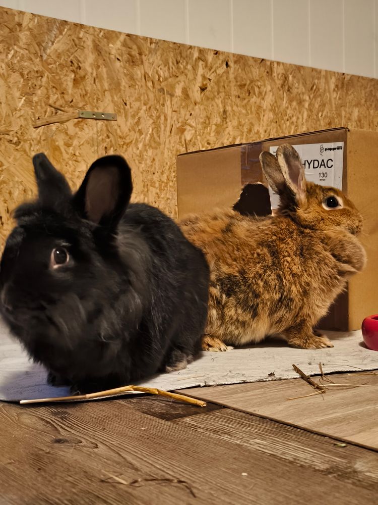 black and brown bunny