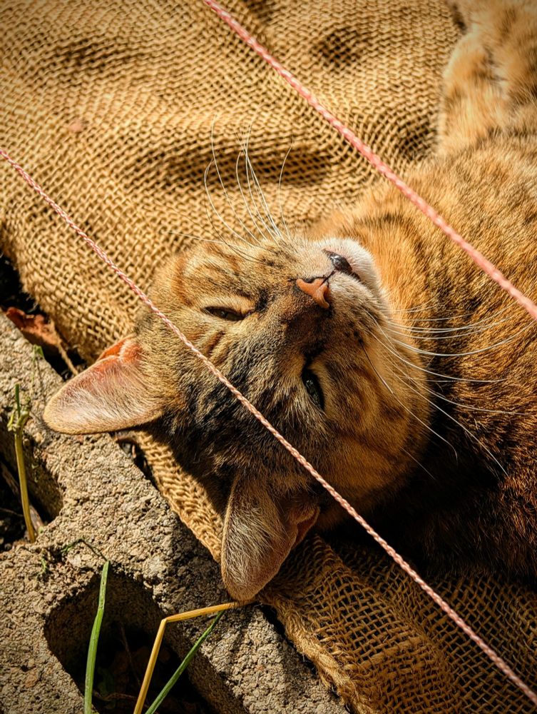 A tabby cat lies on her back, taking in the sunlight on garden soil protected by burlap. She looks at the viewer from behind two lines of thin orange string, representing the forces of capitalism trying to contain the righteous anger of the feline. She's indignant at being impeded from digging holes in the garden, but also at being fed only three times a day. "Your abject regime will fall, as so many others before!", says the revolutionary meowgitator. 