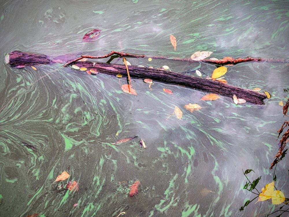 A one meter long branch floating on the surface of a lagoon. Yellow and brown leaves float around the branch. The lagoon water is dark green, and its surface has light green stripes of algae floating. The water reflects the light grey sky. 
