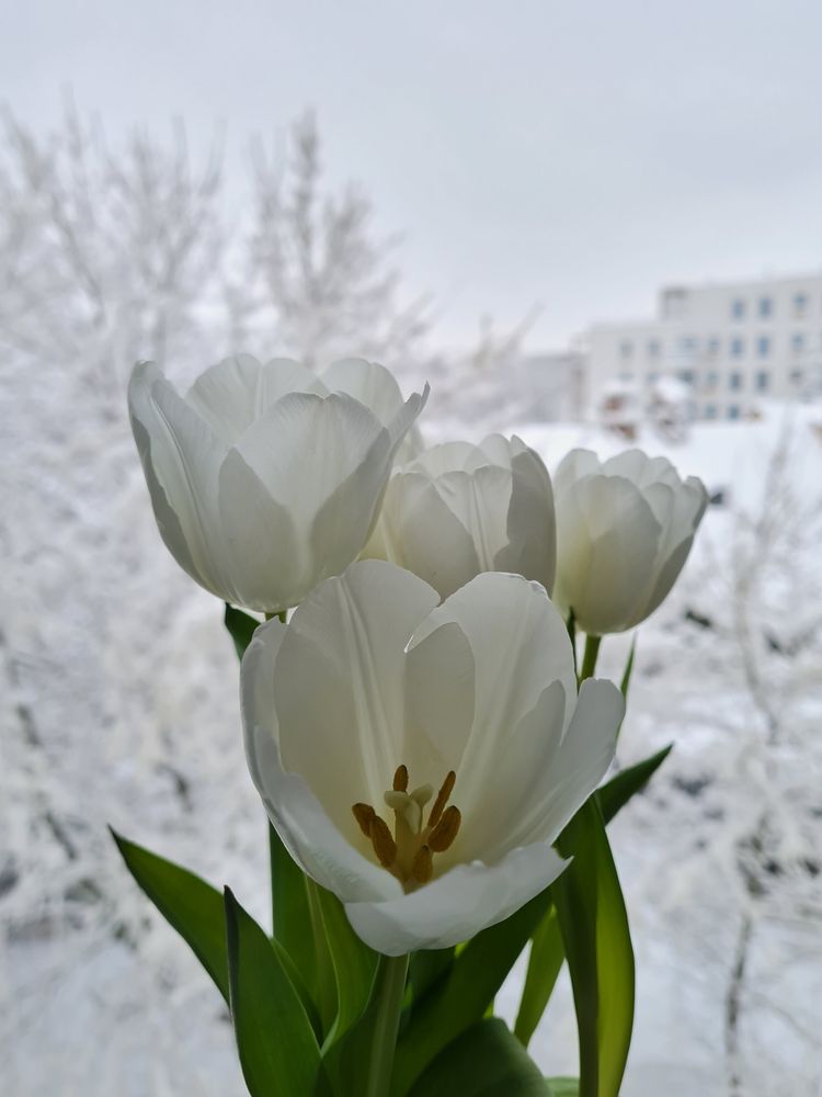 White tulips with snowy background
