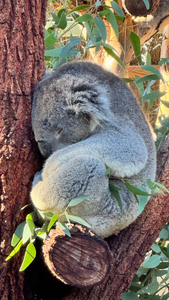 A koala resting in a tree