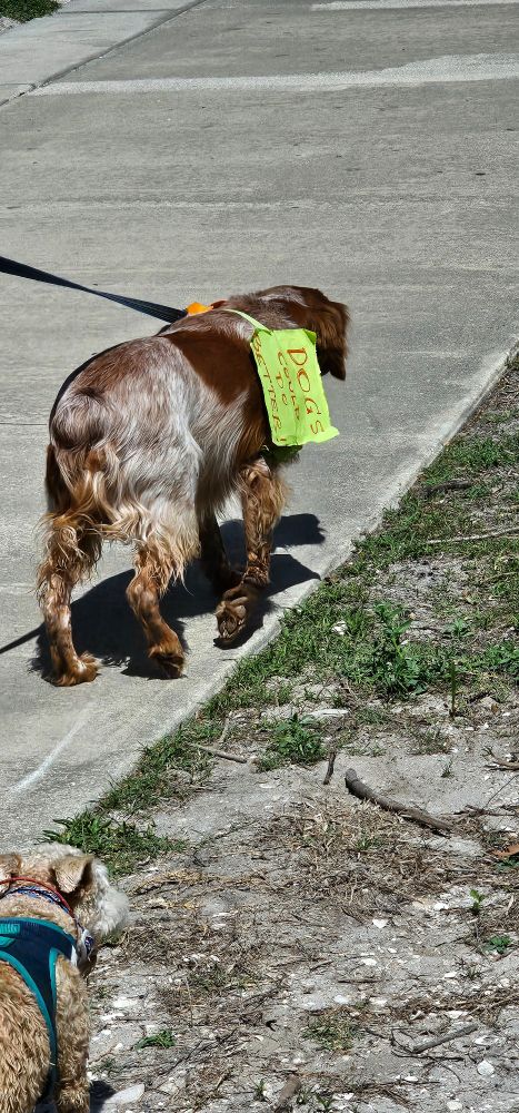 Photo of a dog on a leash at a protest wearing a sign saying "Dogs could do better!"