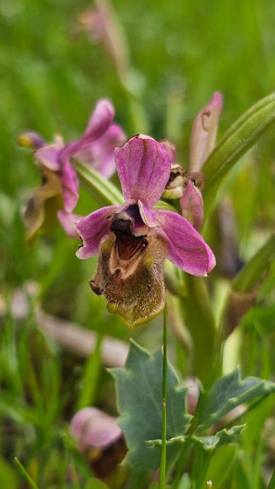 Ophrys tenthredinifera
