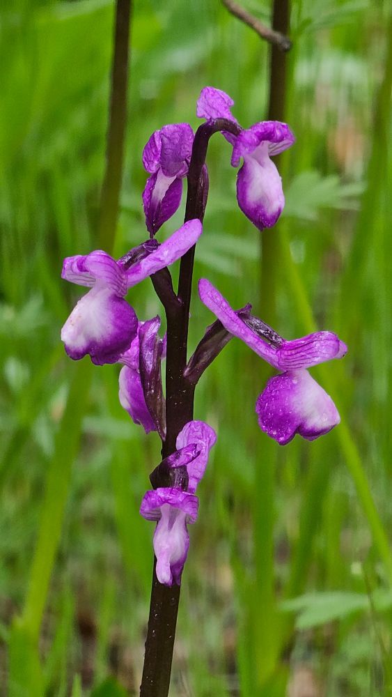 Anacamptis morio