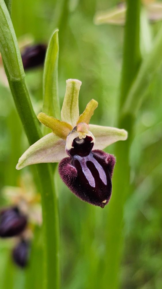 Ophrys sphegodes