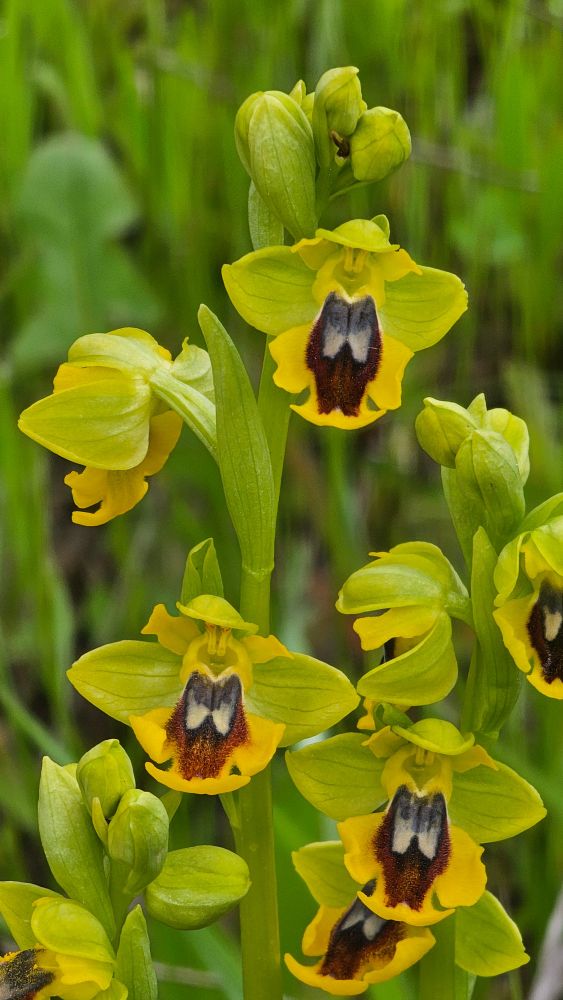 Ophrys lutea