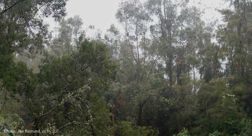 Forêt