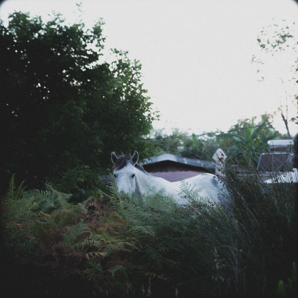 A white horse watching you from behind a wall of dark green ferns in the forest.