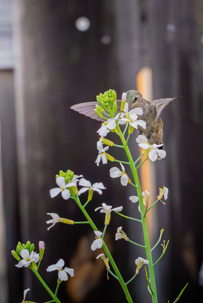 Picture taken from my backyard of a mostly green humming bird drinking nectar from a flower. 